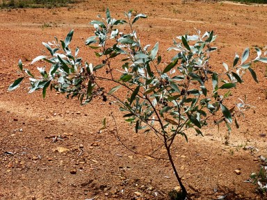 acacia holosericea seedling growing in rocks and clay