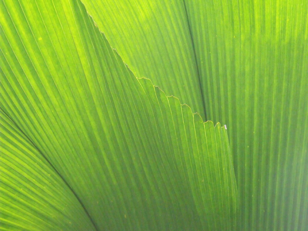 Fan palm leaves.