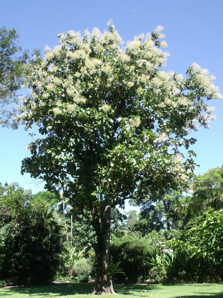 Teak, Tectona grandis