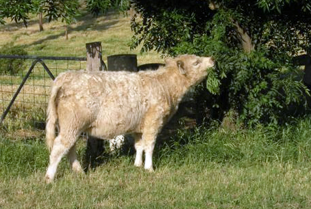 Galloway cattle eat grass and leaves. Photo: Chris Stuart.
