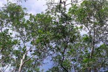 acacia_mangium_canopy