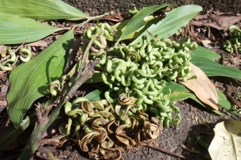 acacia_mangium_seedpods
