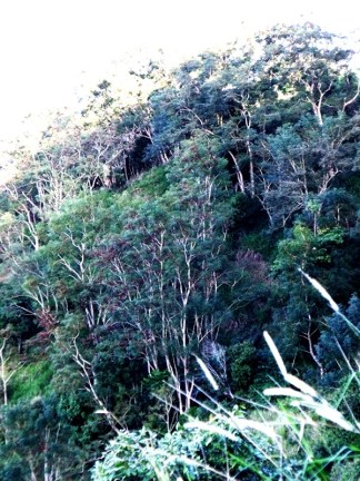 adenanthera_over_guinea_grass