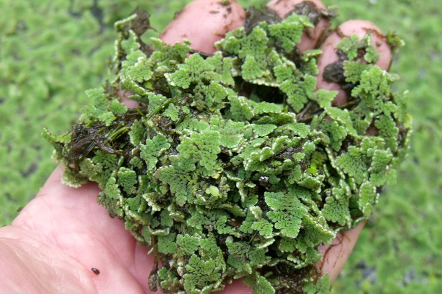 azolla_pinnata