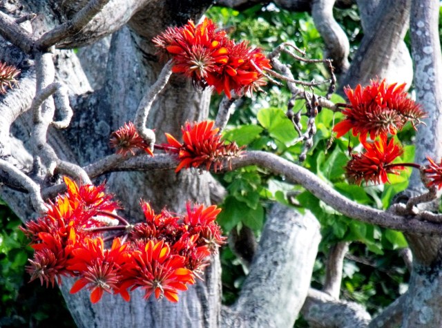 Coral tree, Erythrina indica