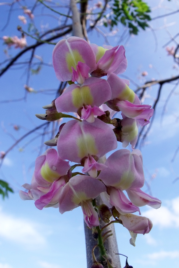 Gliricidia flowers.