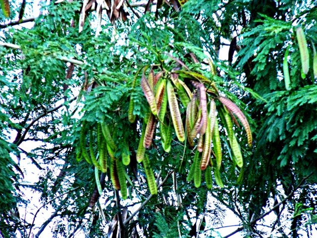 leucaena_seedpods