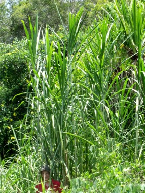 Napier grass, Pennisetum purpureum, growing five metres tall, without irrigation or fertilization. Cairns, North Queensland, Australia.