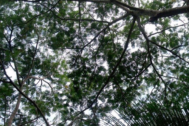 Enterolobium cyclocarpum