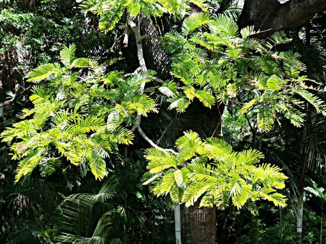 Parkia javanica foliage.
