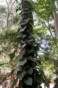 Piper sp. (Pepper vine). Photo: David Clode.