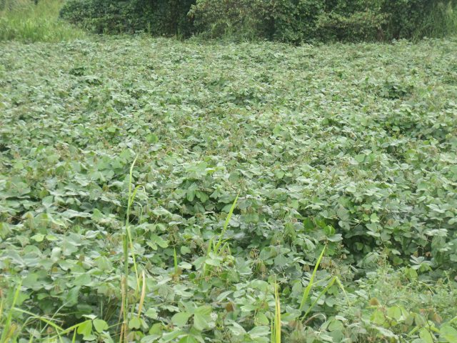 Cover Crops, Mixed Improved Fallows, Green Manure, Succession ...