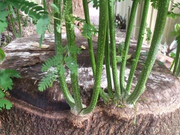 Same coppice growth, 24 days later.
