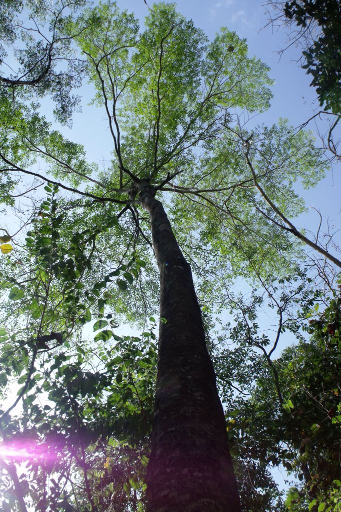 Terminalia sericocarpa.
