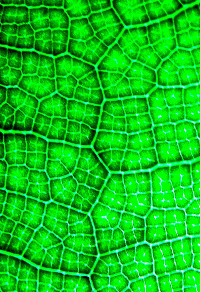 Leaf veins, Ficus lyrata, the Fiddleleaf fig.