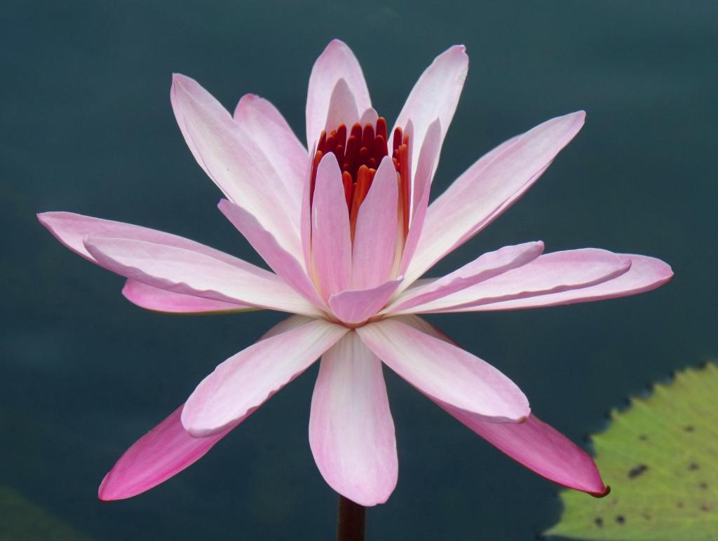 Water lily.