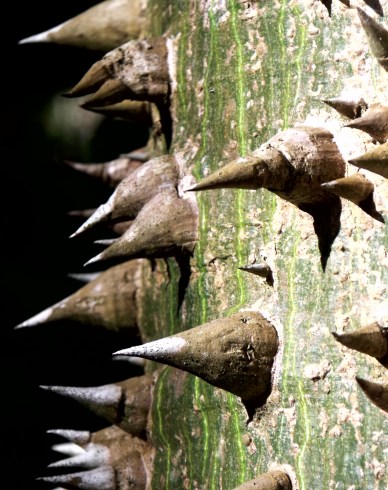 Close up of thorns of Ceiba.