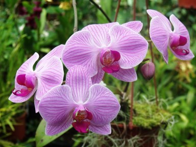 Phalaenopsis orchid.