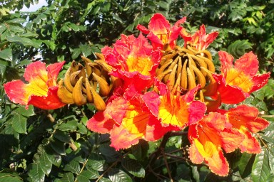 African tulip tree Spathodea campanulata