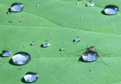 "I know I live in the middle of a lake, but this is my drop of water!" Water Strider, Freshwater lake, Centenary Lakes, Cairns, Australia.