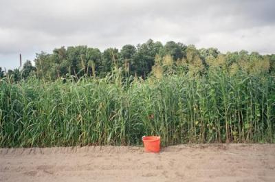 Sorghum-sudan grass plus Lablab purpureus (right of bucket). The Lablab bean appears to be complementary to the grass, and the combination is fixing more carbon/producing more biomass. plus nitrogen-fixation. Phot: Mark Schonbeck, extension.org.