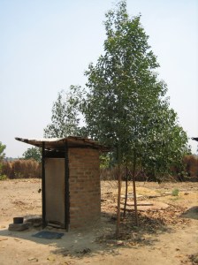 Eucalyptus trees growing around an arborloo. Photo: Peter Morgan. Harare 2010.