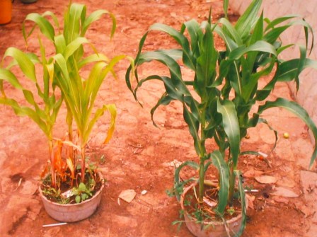 maize grown with human urine. On the right - 3:1 mix water:urine, .5 litres, 3 x week. Photo: Peter Morgan. Sept. 2002, Harare.