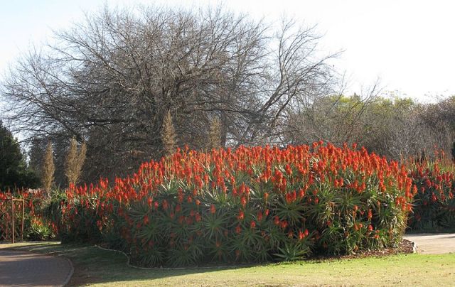 Aloe arborescens hedge, Johannesburg. Photo: JonRichfield, Wikimedia.org.