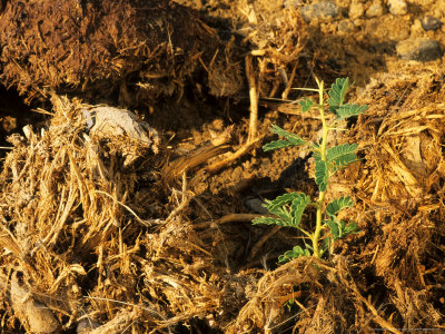 An Acacia seedling germinating in elephant dung. Photo: creating-a-new-earth.blogspot.com.