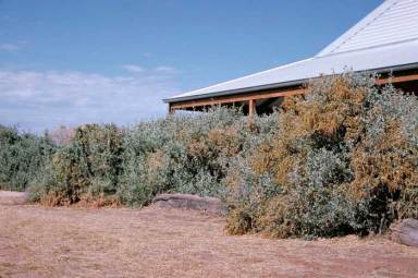 A hedge of Atriplex nummularia, a low-flammability plant, provides a house with some protection from fire. Photo: M. Fagg.