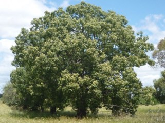 A Kurrajong tree Brachychiton populneus. This low-flammability tree could provide some protection for houses or livestock from fire and falling embers.