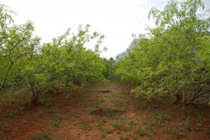 Moringa oleifera trees. These may grow well around an arborloo, providing nutrient rich drumsticks and leaves. Photo: moring-seeds.com.