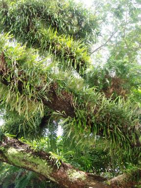 Epiphytes growing on a rain tree.
