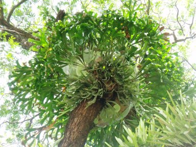 DSCF1427platbifurcatum