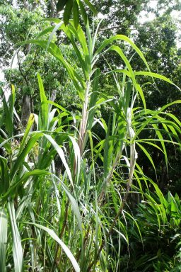 Lowland pitpit Saccharum edule, is an example of a large, fast-growing grass that can be grown from stem cuttings pushed into the ground.