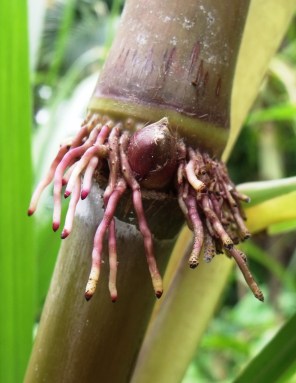 Close up of bud and roots of pitpit.