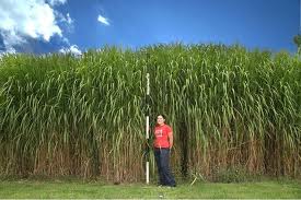 Miscanthus X giganteus. A grass that fixes high rates of carbon, and can be grown in colder climates e.g. Germany, U. K., USA. Photo: grass, iscleaner.blogspot.com