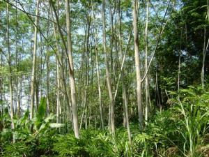 Falcataria moluccana. Photo: juragansengon.wordpress.com.