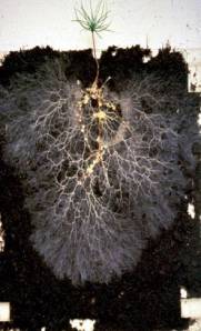 Mycorrhizal fungi, pine seedling. Photo: aberdeenmycorrhizas.com.