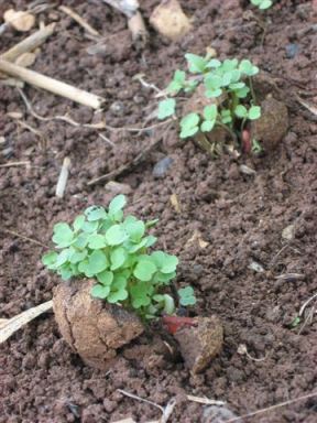Seed balls or seed bombs. Photo: growindie.wordpress.com.