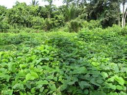 Mucuna pruriens. Photo: Internationalministries.org.