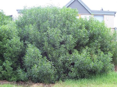 Myopurum insulare. Photo: Gregsindigenouslandscapes.com.au.