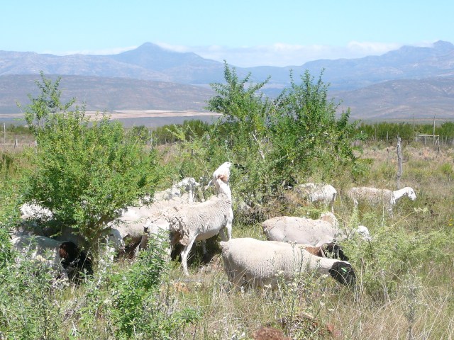 p1120728 tagasaste sheep