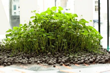 Seed bombs or seed balls. Photo: Kathryn Maguire, intoparadiseregained.wordpress.com.