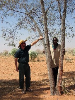 Acacia torulosa, arborescent form, Sahel region, West Africa. Photo: Tony Rinaudo. Worldwidewattle.com.