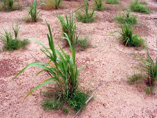 Zai holes. Photo: en.howtopedia.org.