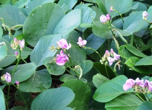 Vigna marina, a nitrogen-fixing groundcover.