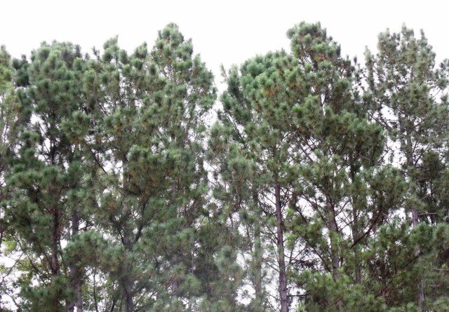 Pinus caribaea windbreak.