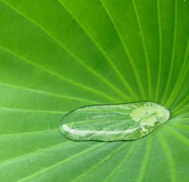 Rain water, lotus lily leaf.