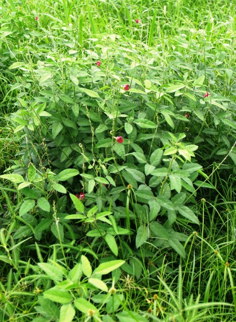 Phasey bean, a nitrogen-fixing green manure or cover crop.